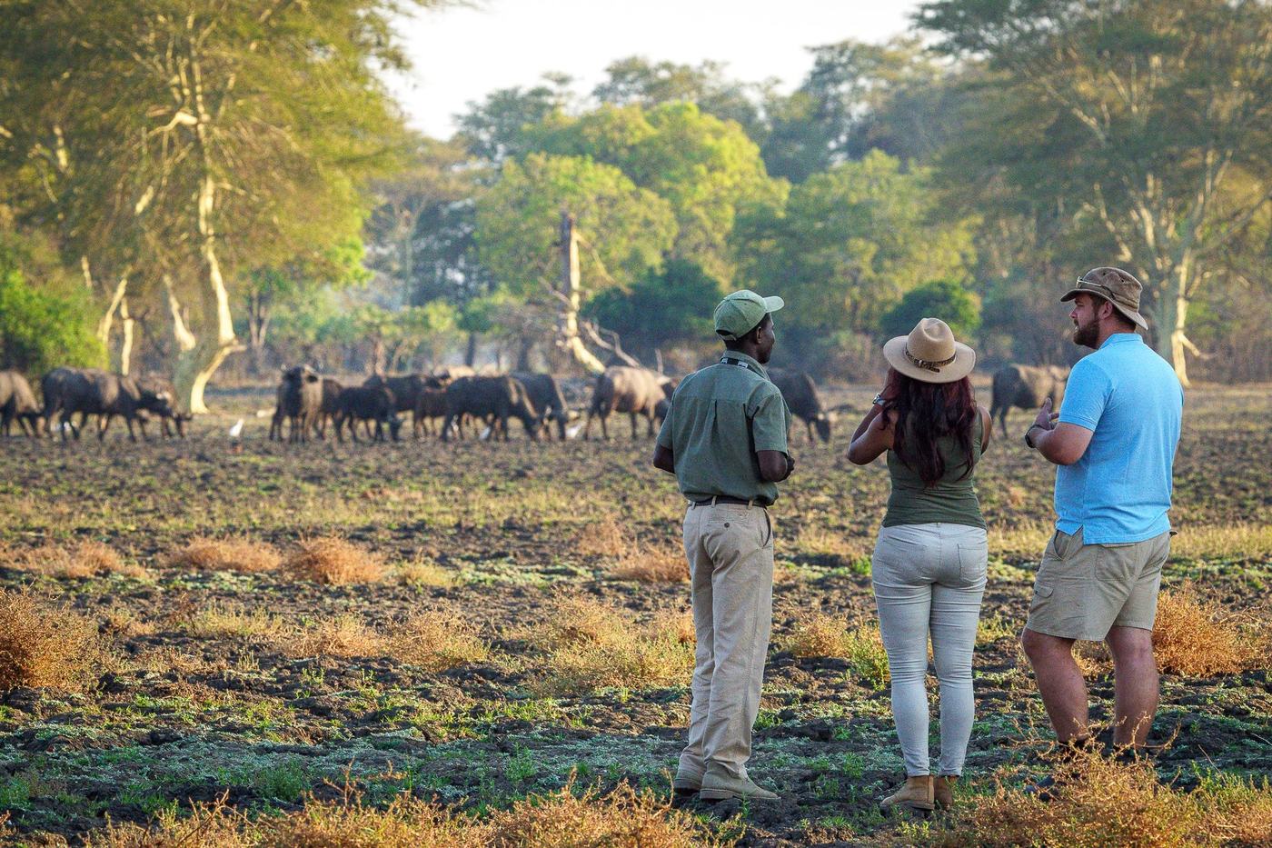 Guide und Gäste auf einer Fußsafari beobachten Büffel in der Nähe von Kuthengo Camp