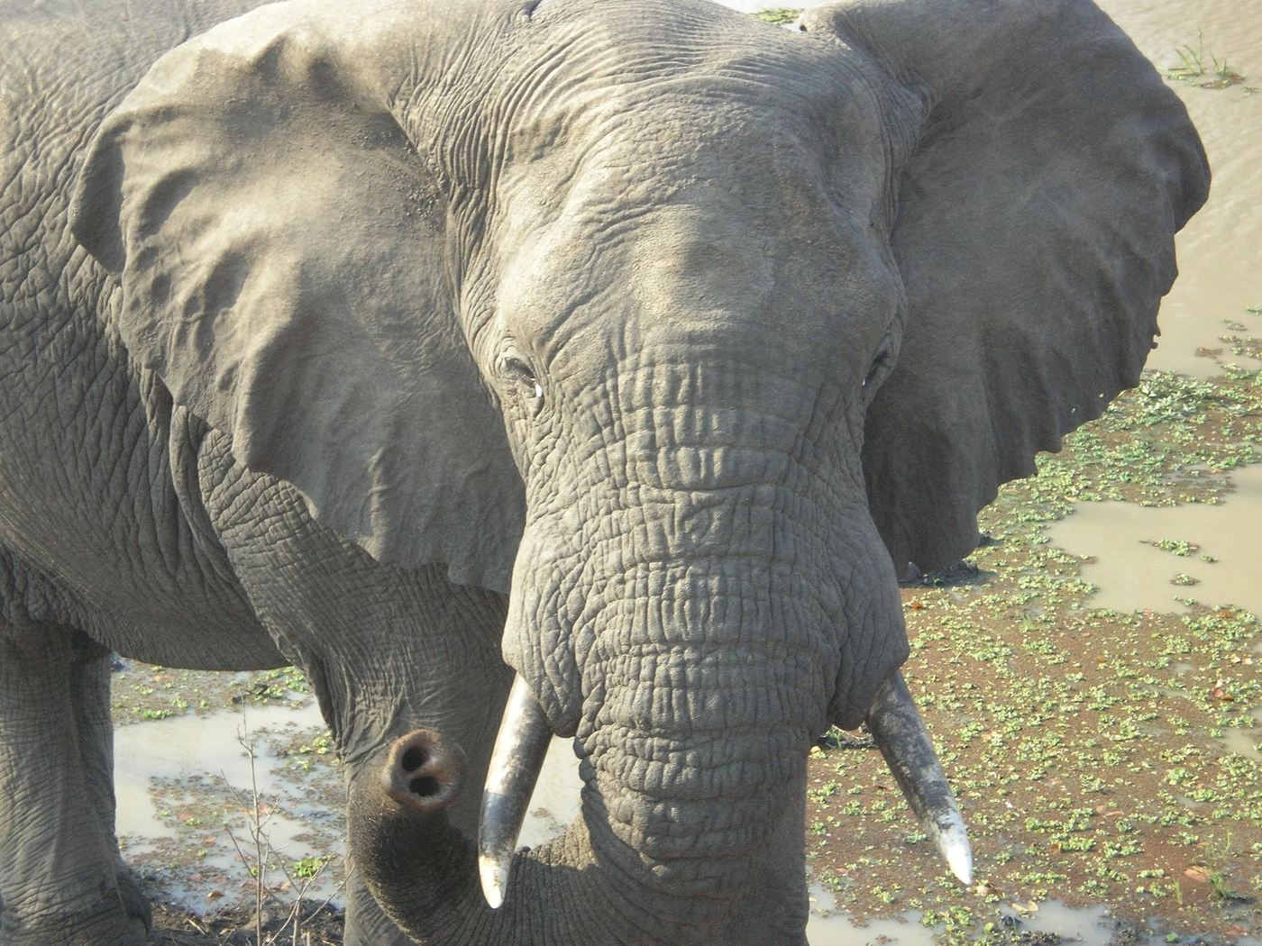 Nahaufnahme eines Elefantengesichts an einem Wasserloch in der Nähe von Liwonde Safari Camp