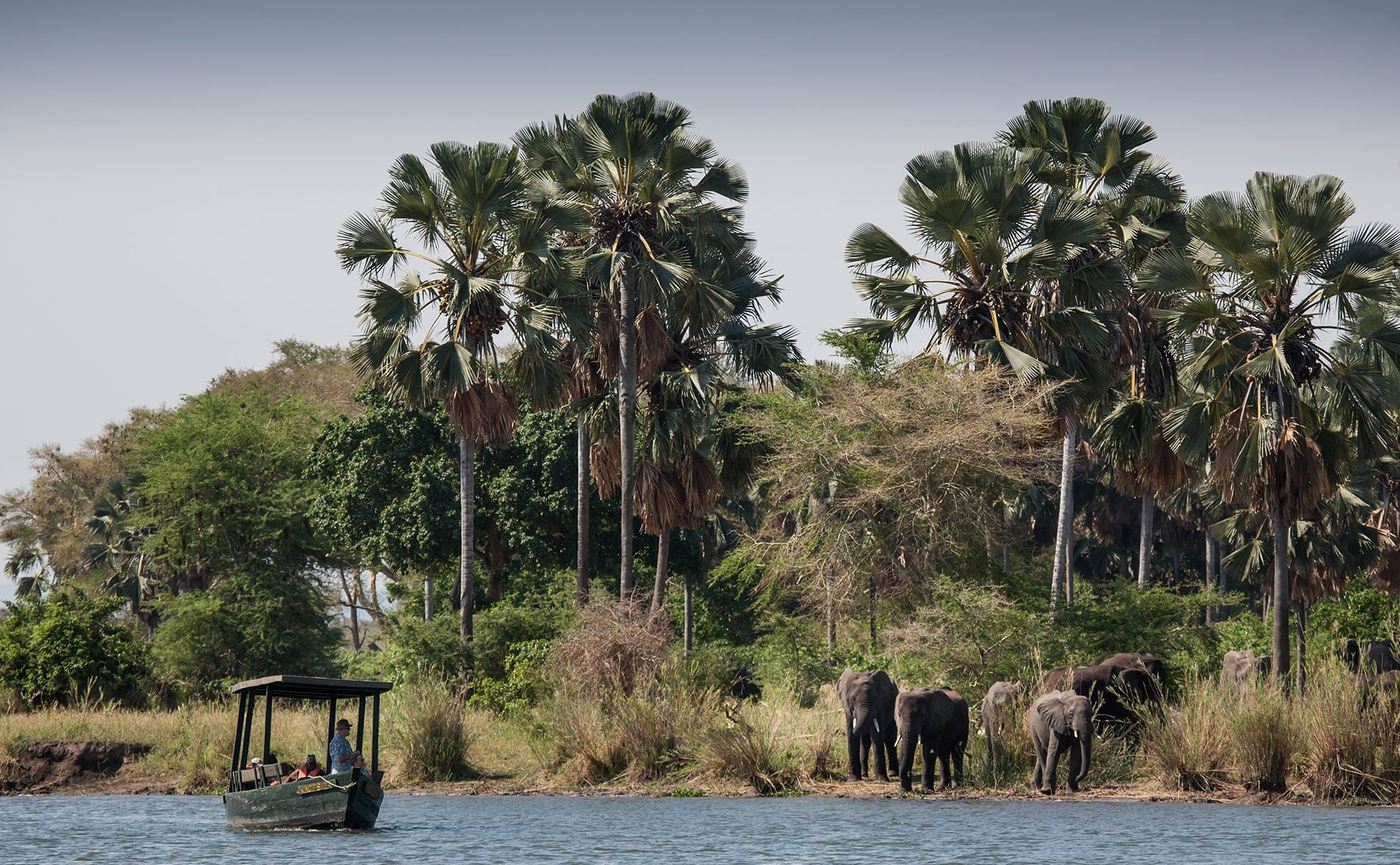 Ein Safariboot fährt an Elefanten unter Palmen in der Nähe von Mvuu Camp vorbei