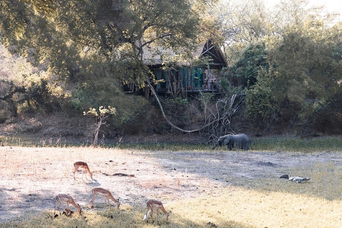 An elephant and impala graze beside a stilted guest chalet at Mvuu Lodge in Liwonde