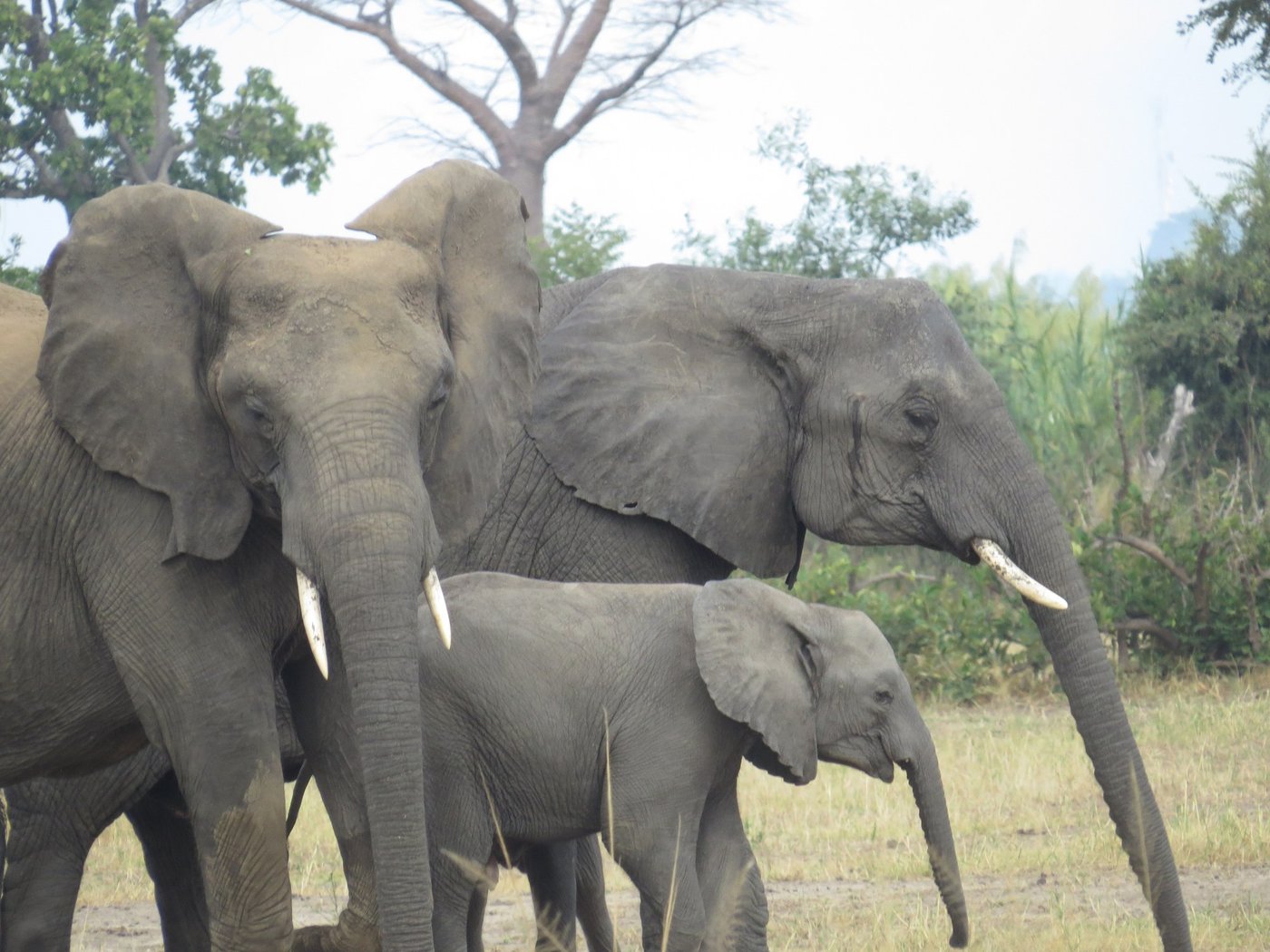 Elefantenfamilie mit einem Kalb, das in der Nähe von Shire Eco Safari Camp im Gras weidet