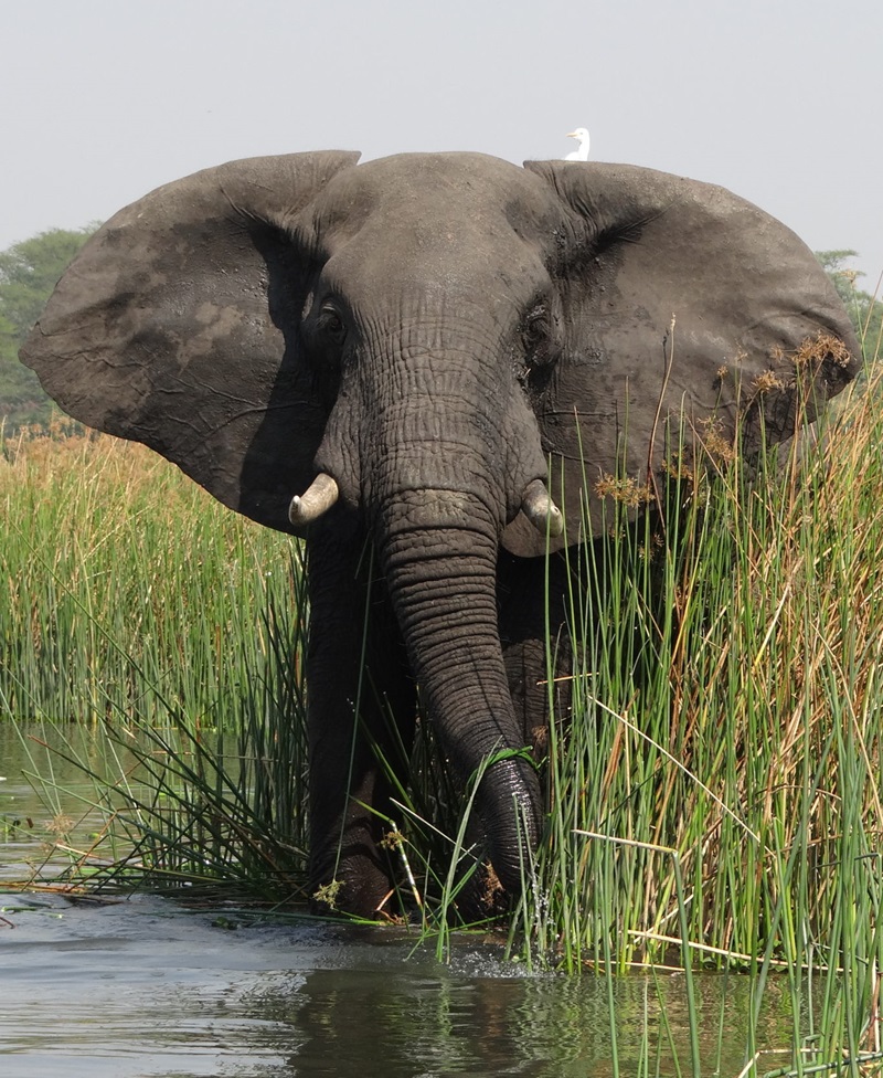 Liwonde Elephant Malawi