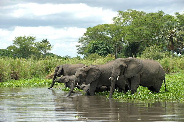 Liwonde National Park