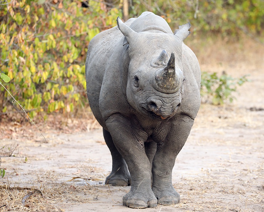 Liwonde Rhino Sanctuary