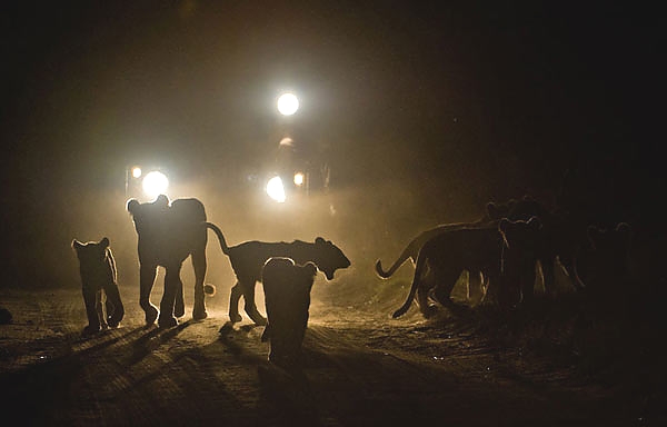 Night Game Drive Liwonde