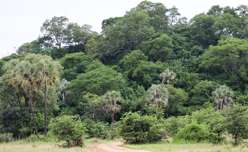 Liwonde National Park Vegetations